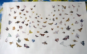 1309 Moths