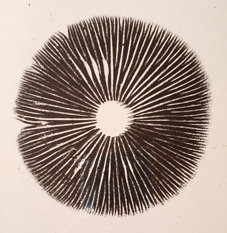 2002 mushrooms (3)